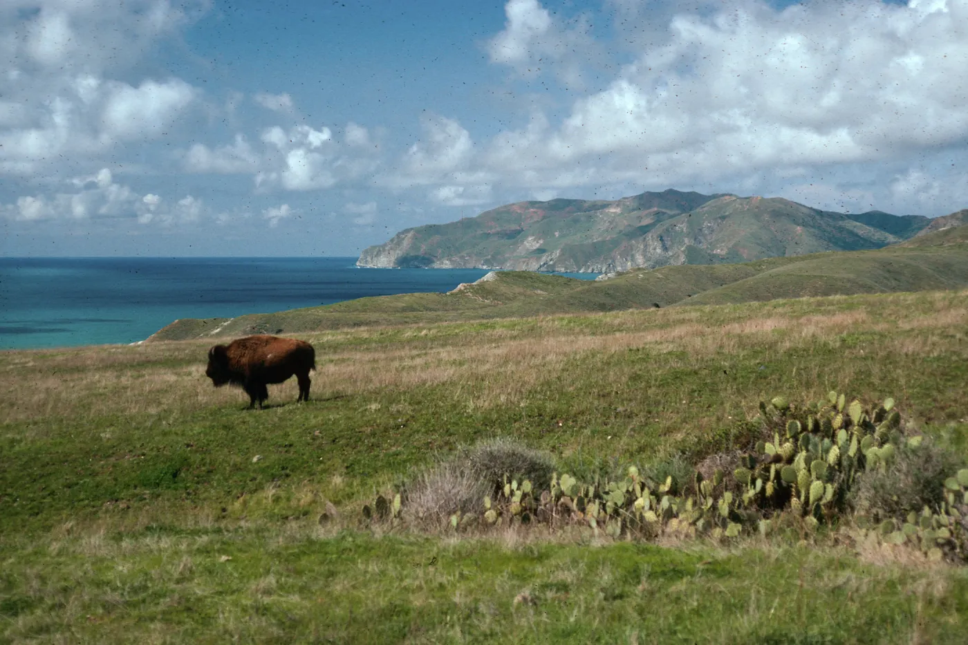 Bison, Little Harbor Road, Santa Catalina Island
