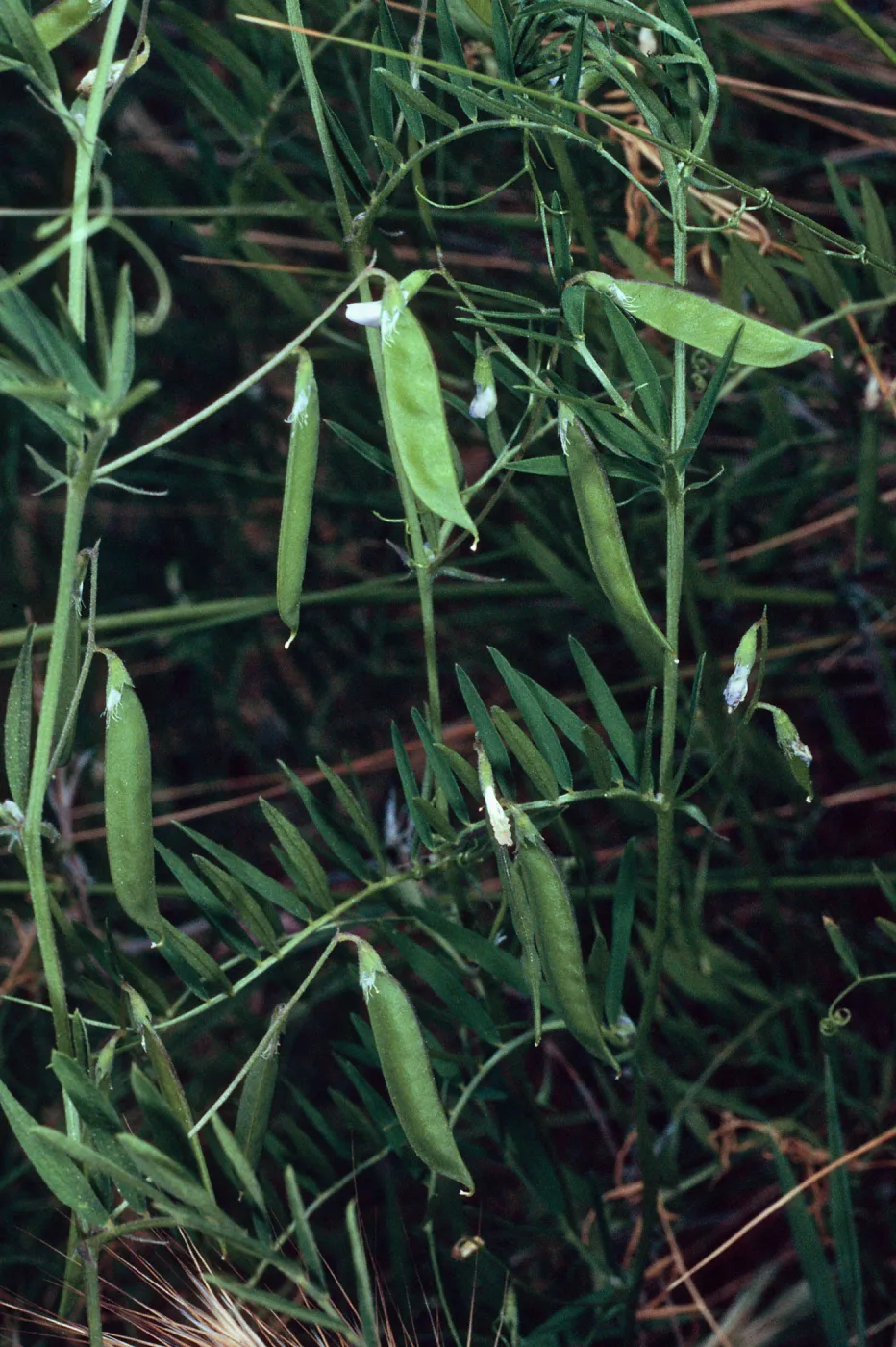 Vicia, Santa Catalina Island