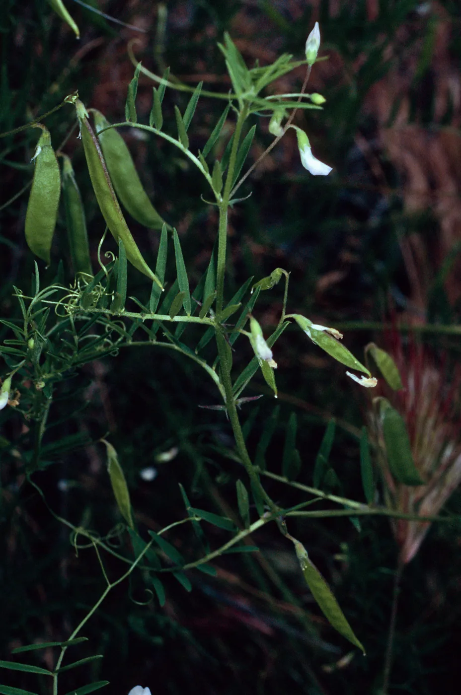 Vicia, Santa Catalina Island