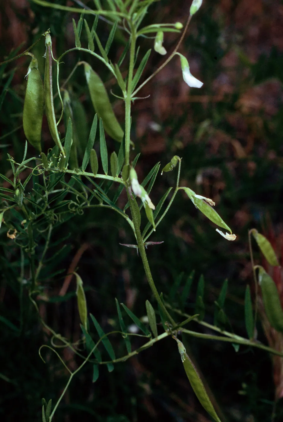 Vicia, Santa Catalina Island