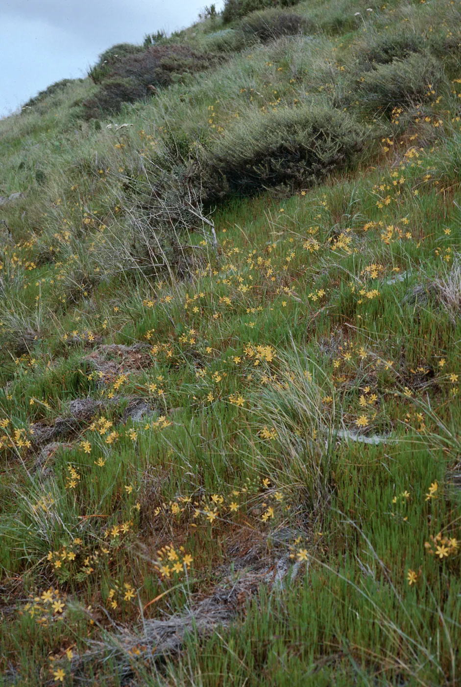 Bloomeria crocea, East side of Catalina Harbor, Santa Catalina Island