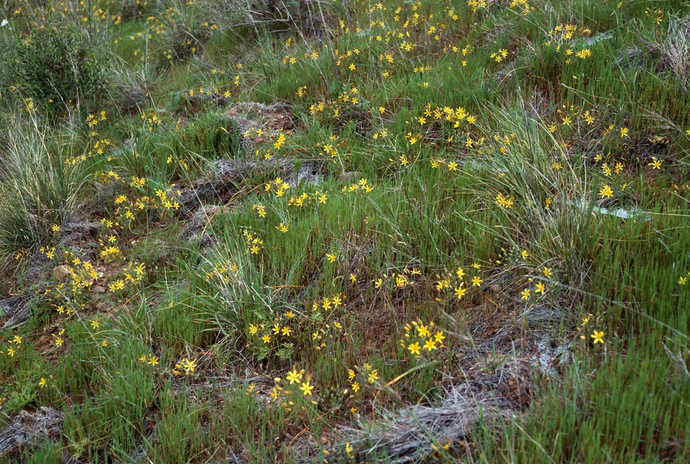 Bloomeria, East side of Catalina Harbor,Santa Catalina Island