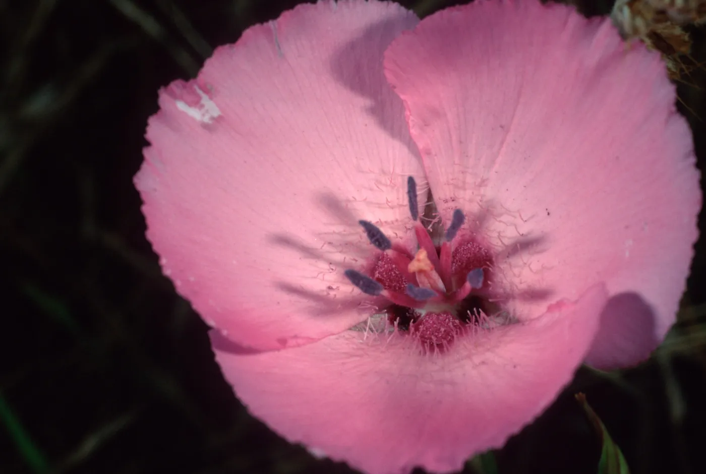 Calochortus splendens, Santa Catalina Island