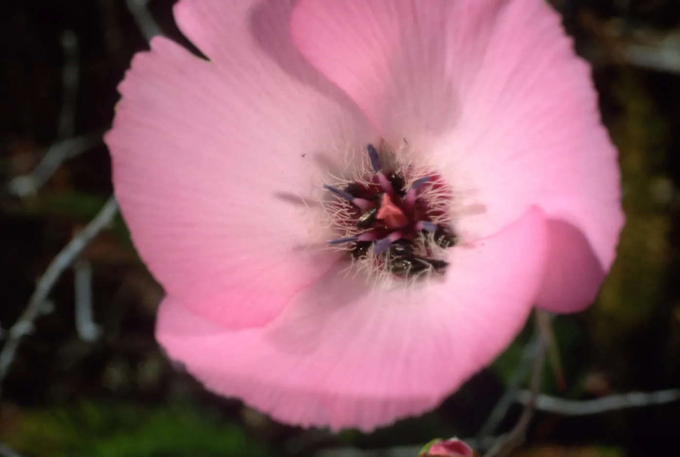 Calochortus splendens w/bees, Santa Catalina Island
