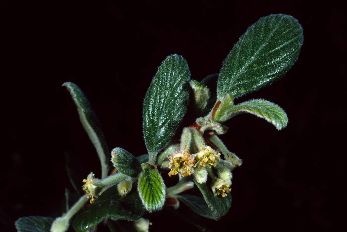 Cercocarpus traskiae, Wrigley Garden, Santa Catalina Island