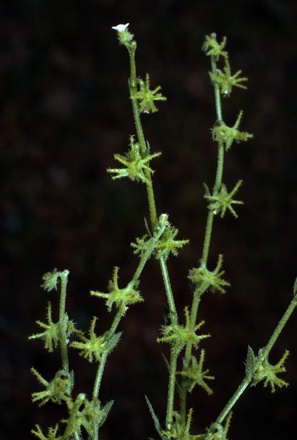 Harpagonella palmeri, Santa Catalina Island