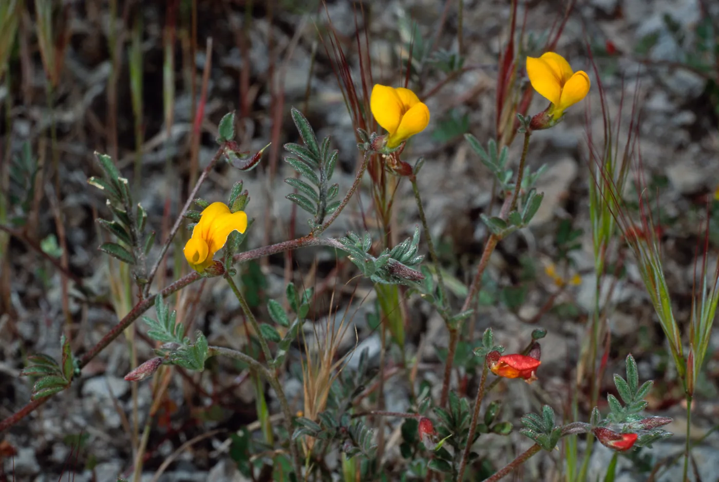 Lotus strigosus, Cape Canyon, Santa Catalina Island