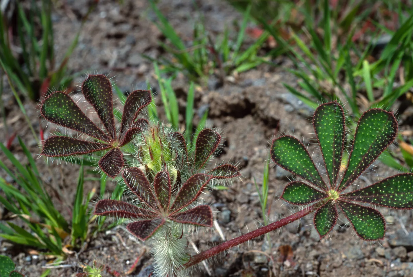 Lupinus hirsutissimus, Cape Canyon, Santa Catalina Island