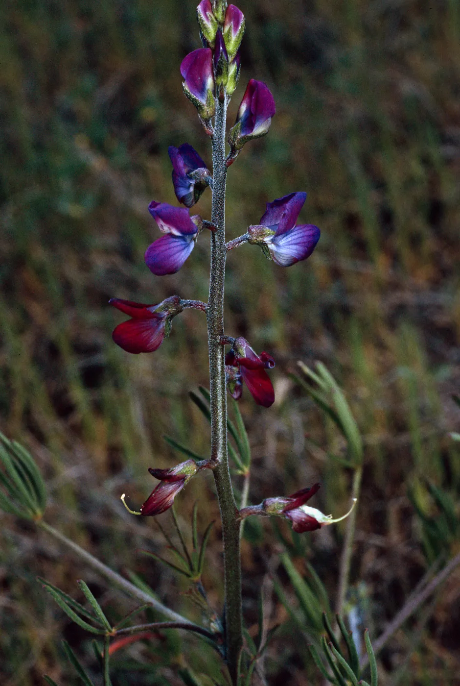 Lupinus truncatus, Santa Catalina Island
