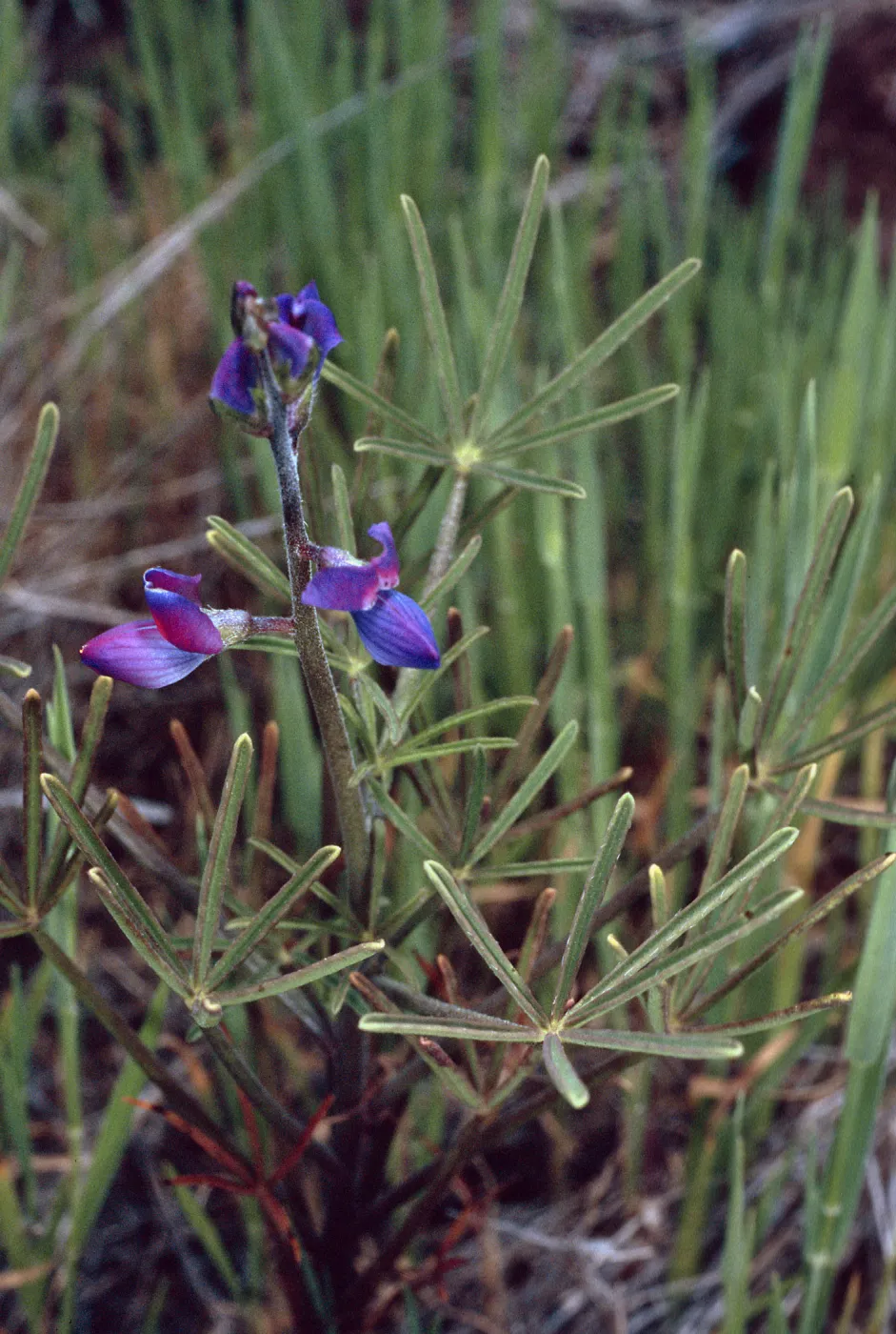 Lupinus truncatus, Santa Catalina Island