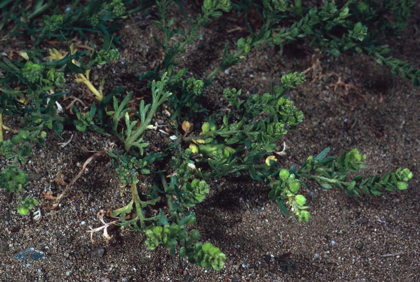 Lepidium stricum, Avalon Canyon, Santa Catalina Island