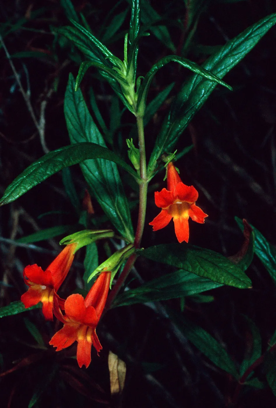 Mimulus, Hermit Gulch Trail, Avalon Canyon, Santa Catalina Island