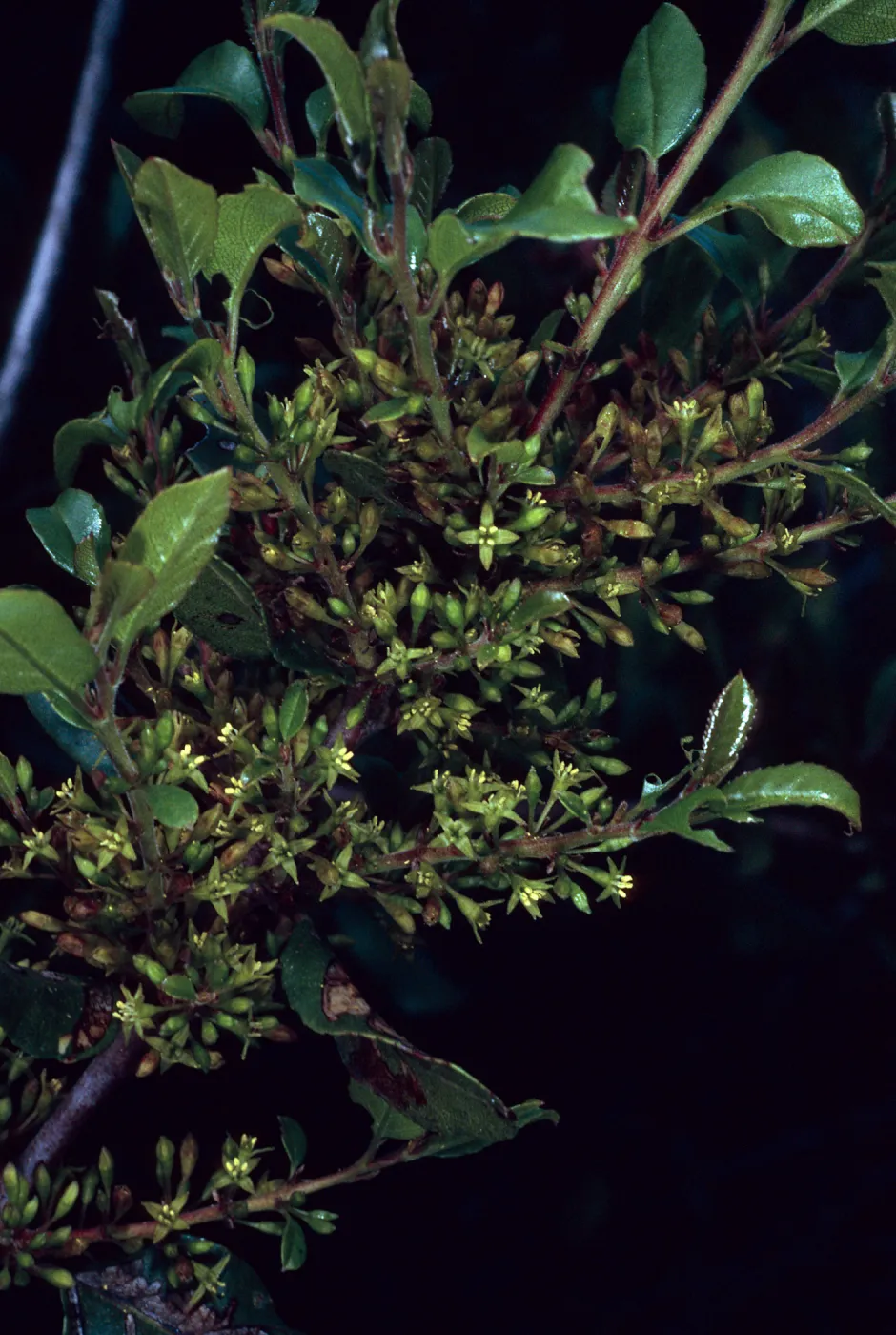 Rhamnus pirifolia, Hermit Gulch Trail, Avalon Canyon, Santa Catalina Island