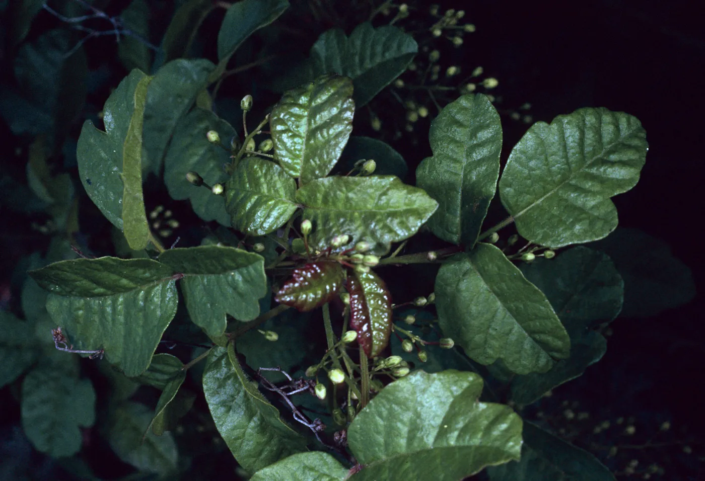 Toxicodendron diversilobum, Hermit Gulch Trail, Santa Catalina Island