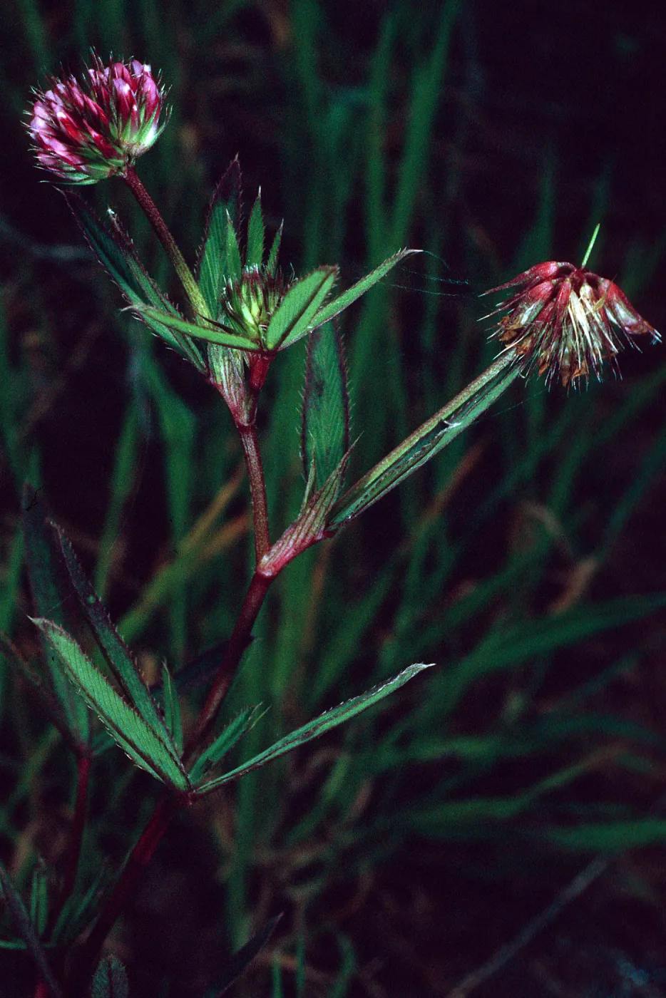 Trifolium palmeri, East side of Catalina Harbor, Santa Catalina Island