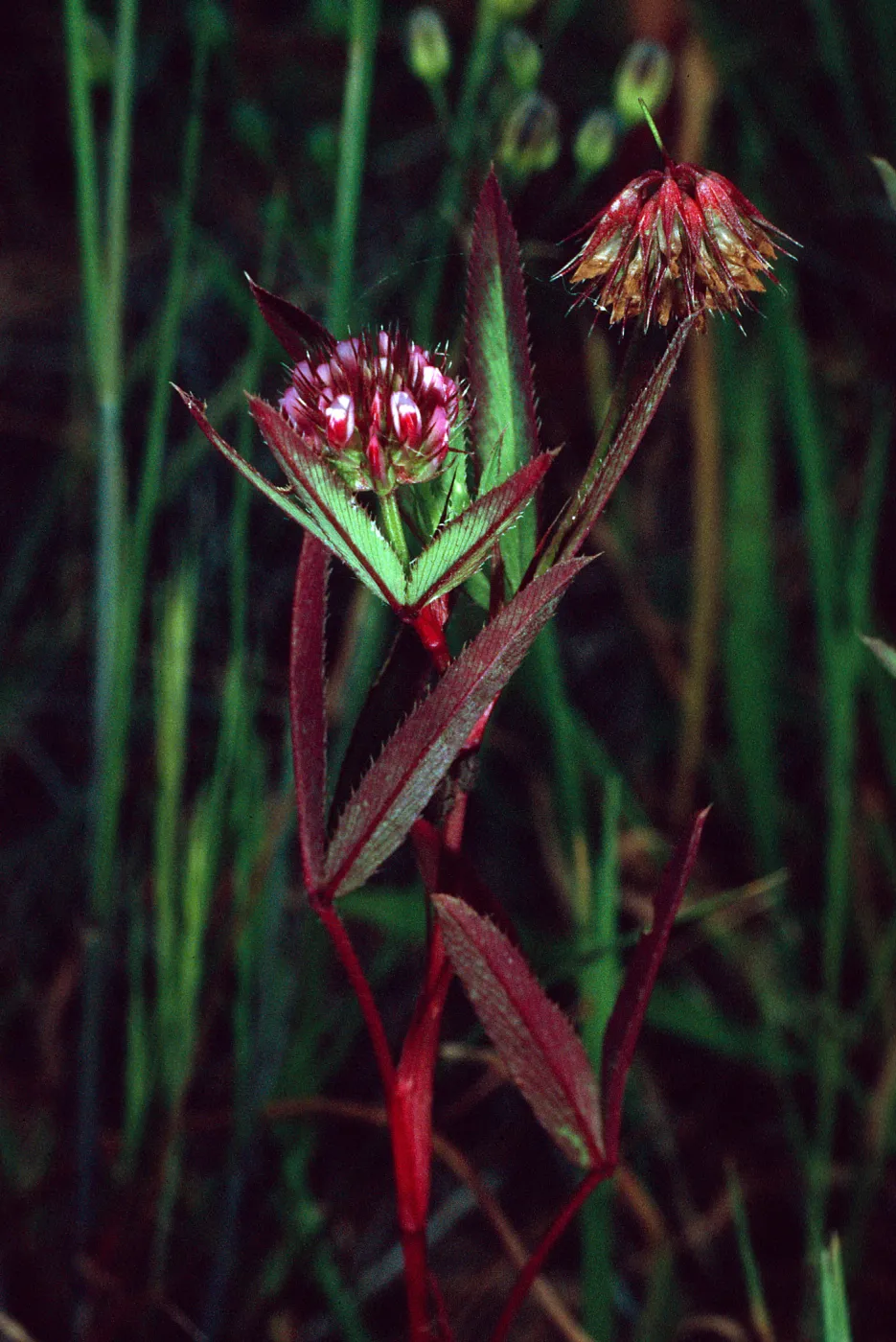Trifolium palmeri, East side of Catalina Harbor, Santa Catalina Island