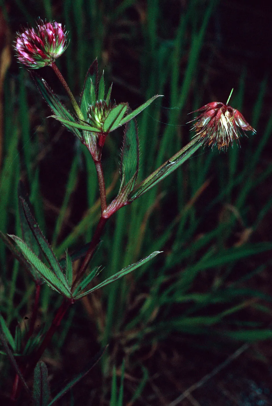 Trifolium palmeri, East side of Catalina Harbor, Santa Catalina Island