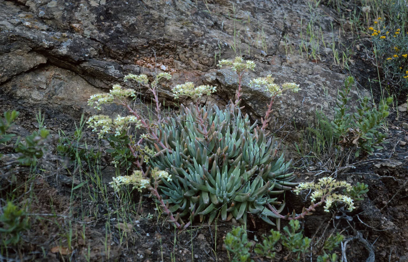 Dudleya hassei, Santa Catalina Island