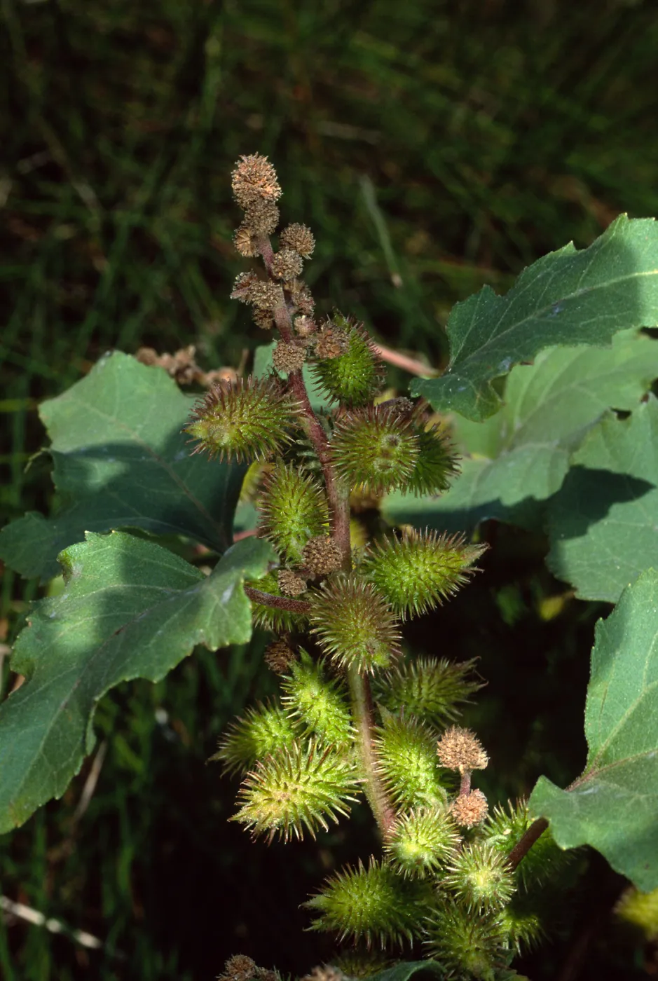 Xanthium strumabrium, Santa Catalina Island