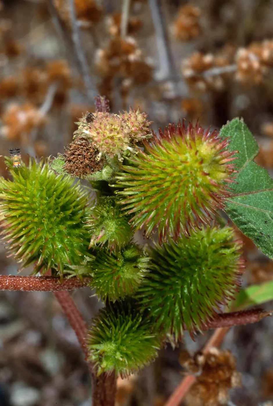 Xanthium strumabrium, Santa Catalina Island