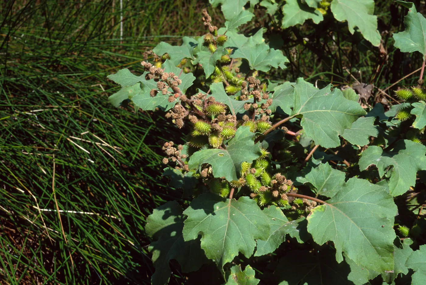 Xanthium strumabrium, Santa Catalina Island