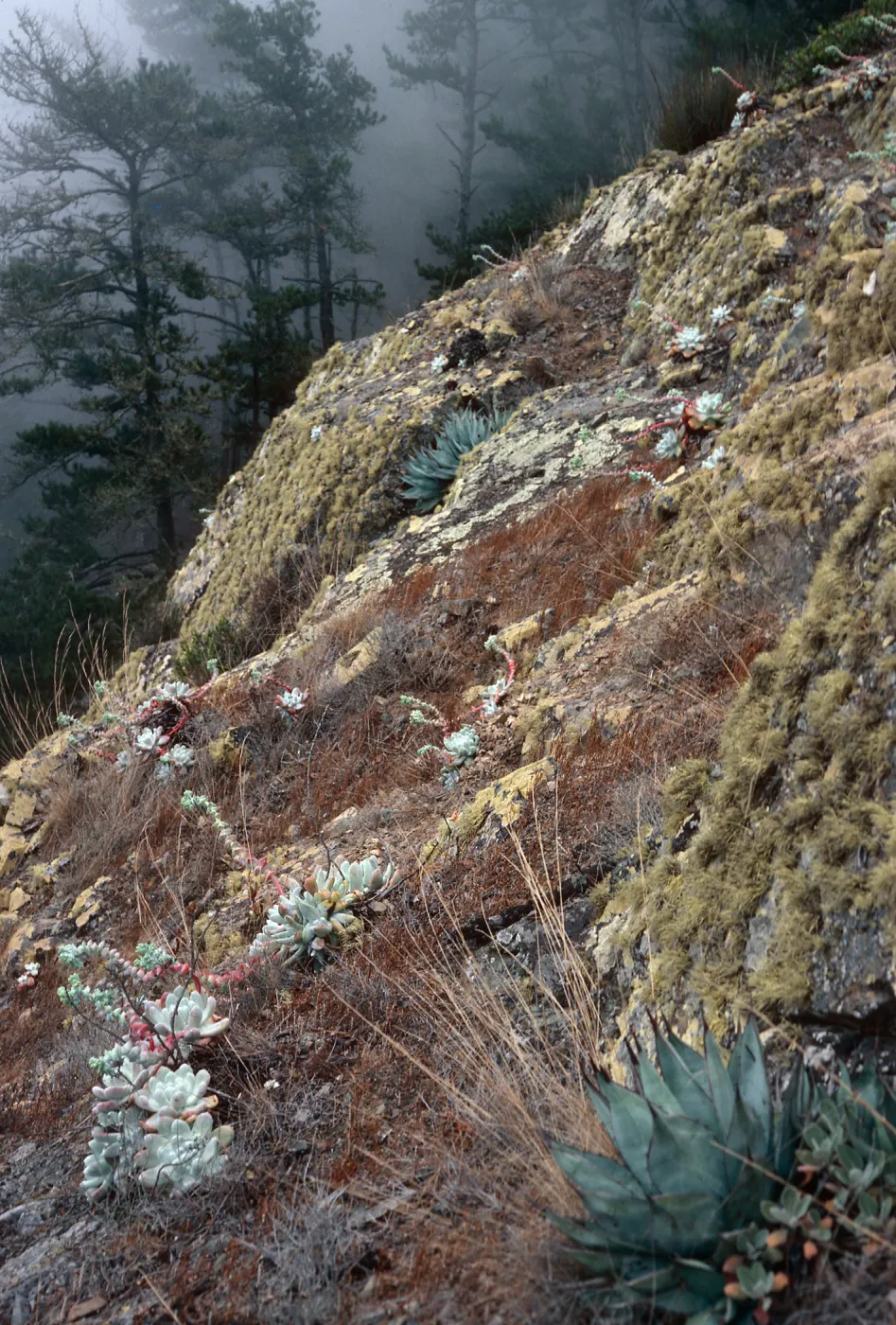 Dudleya pachyphytum, West of Cañada de la Mina, Cedros Island