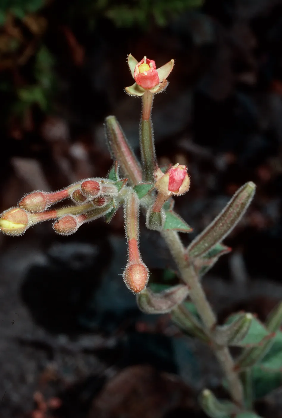 Camissonia cardiophylla cedrasense, Cedros Island