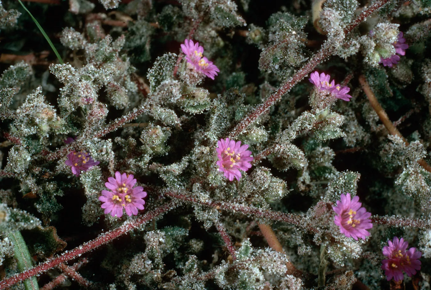 Alliona incarnata, Anza Borrego