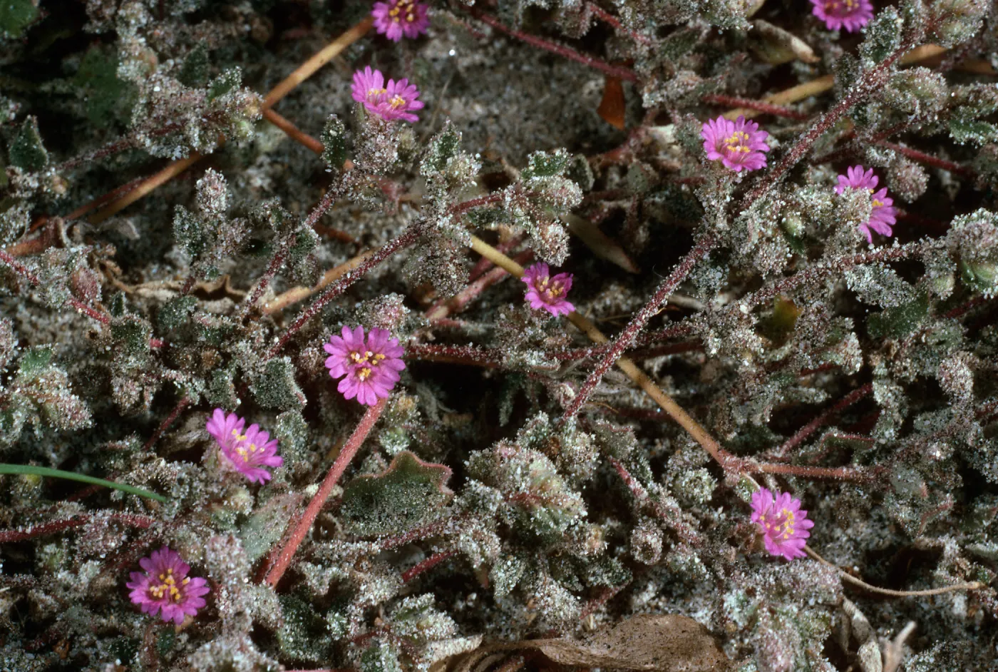 Alliona incarnata, Anza Borrego