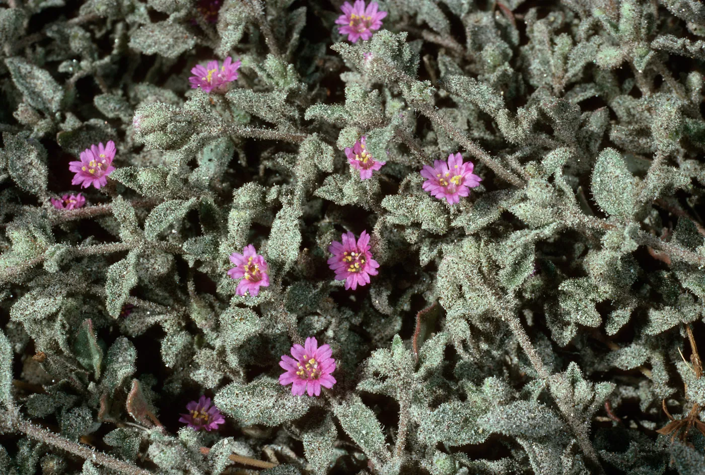 Alliona incarnata, Anza Borrego