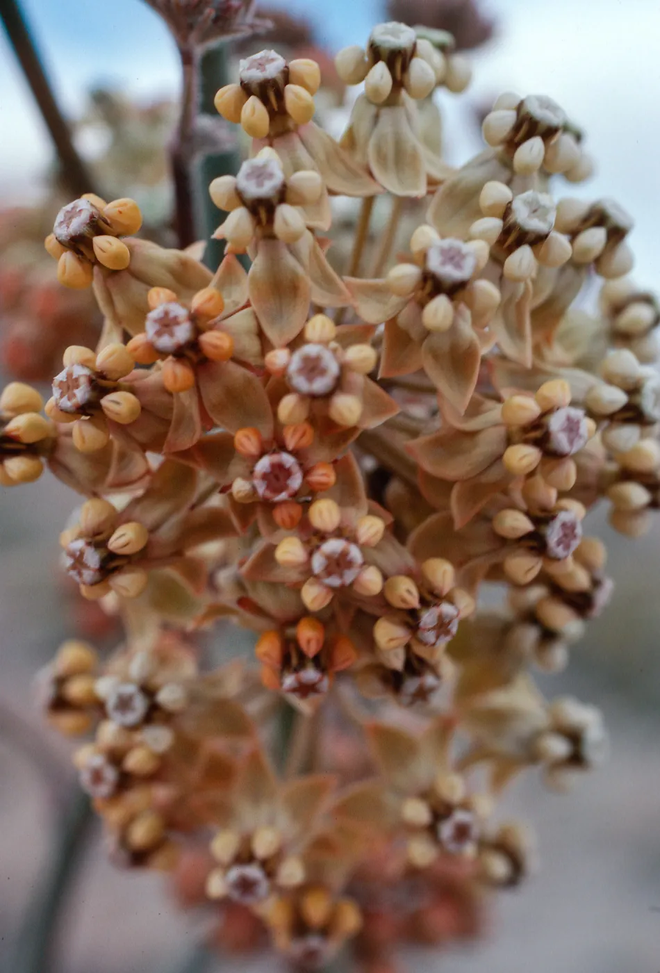 Asclepias albicans, Anza Borrego