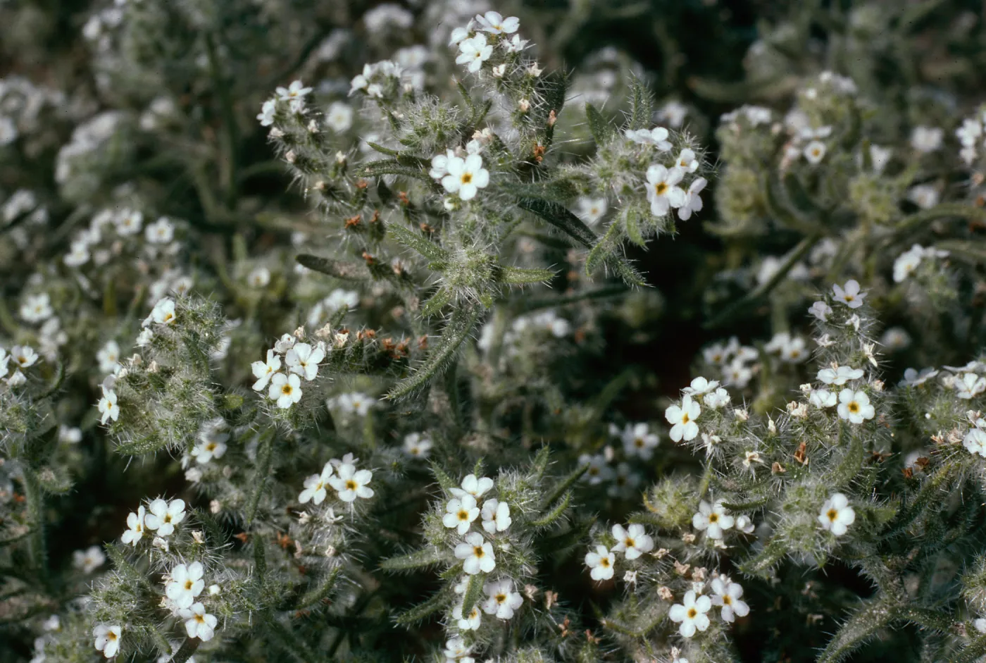 Cryptantha, Anza Borrego