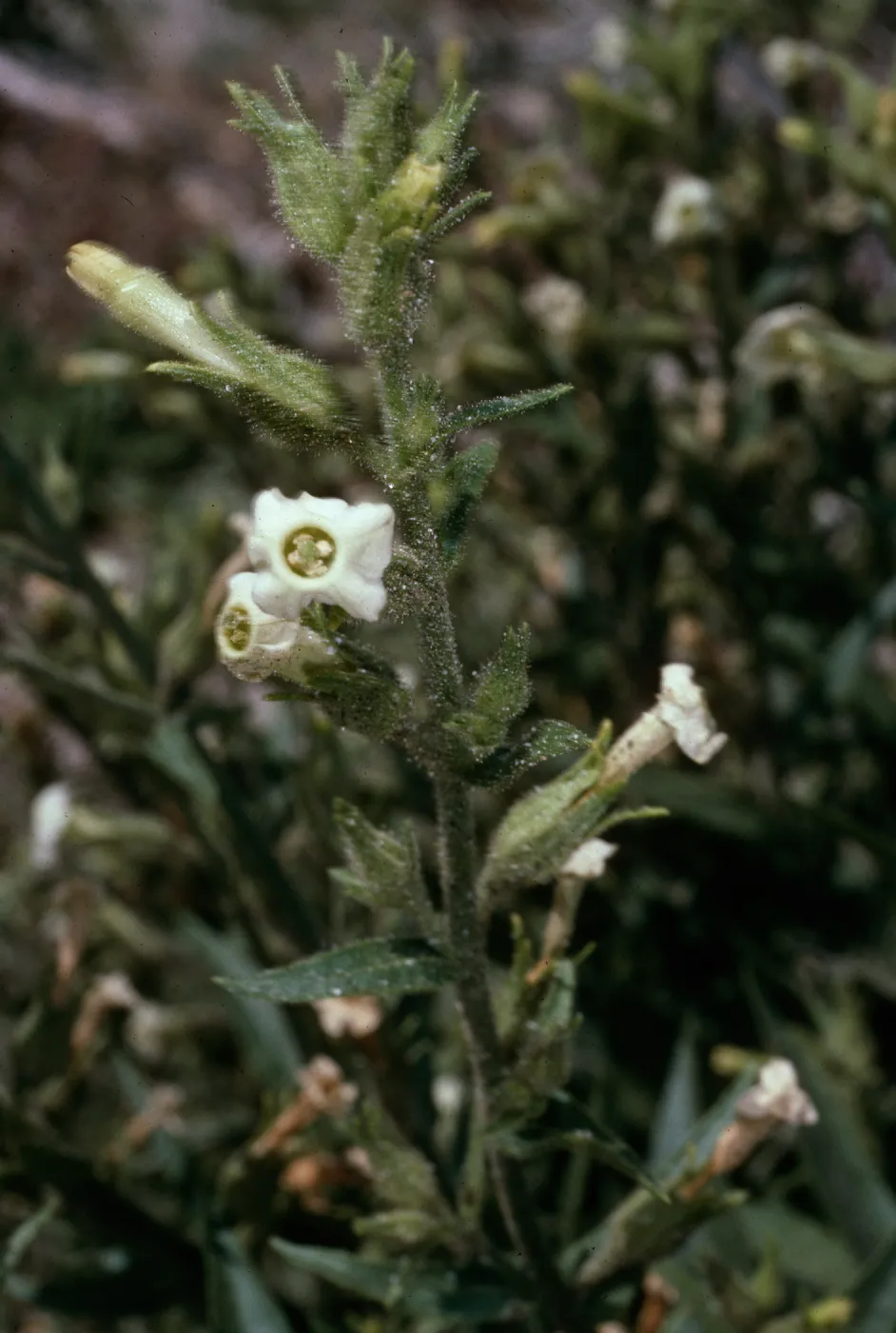Nicotania, Anza Borrego