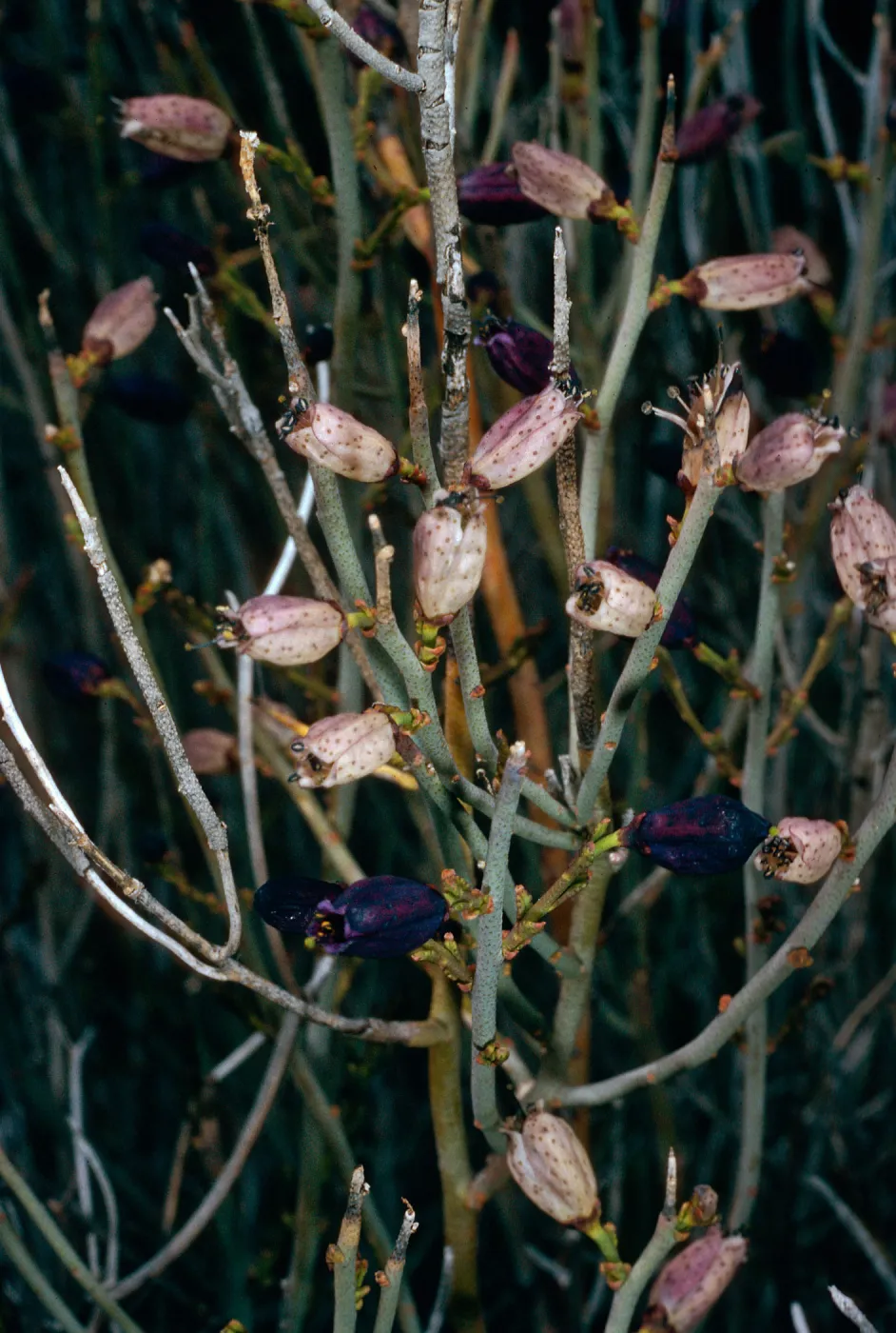 Thamnosma montana, trail to Monteros, Blair Valley, Anza Borrego