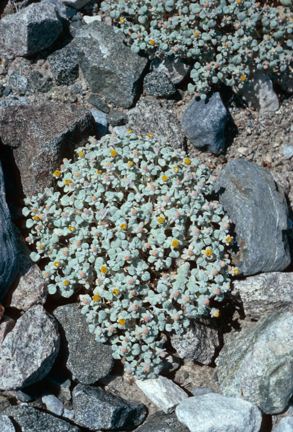 Psathyrotes ramosissima, Hunter Canyon, Saline Valley