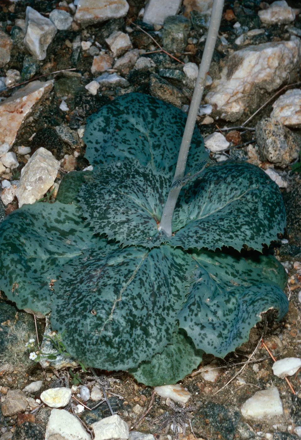Atrichoseris platyphylla, Hunter Canyon, Saline Valley