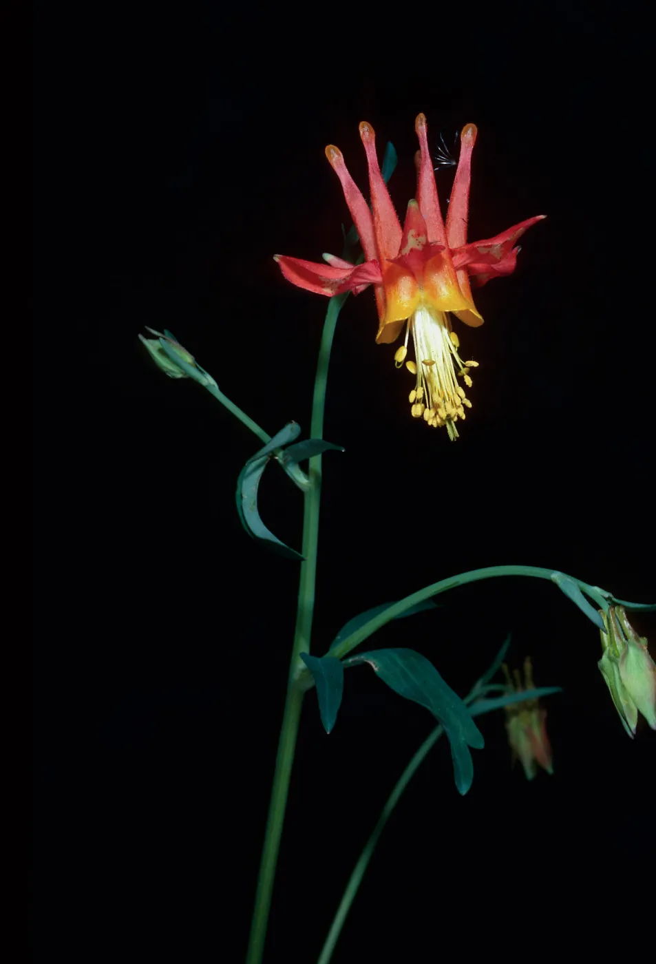 Aquilegia shockleyi, Hunter Canyon, Saline Valley