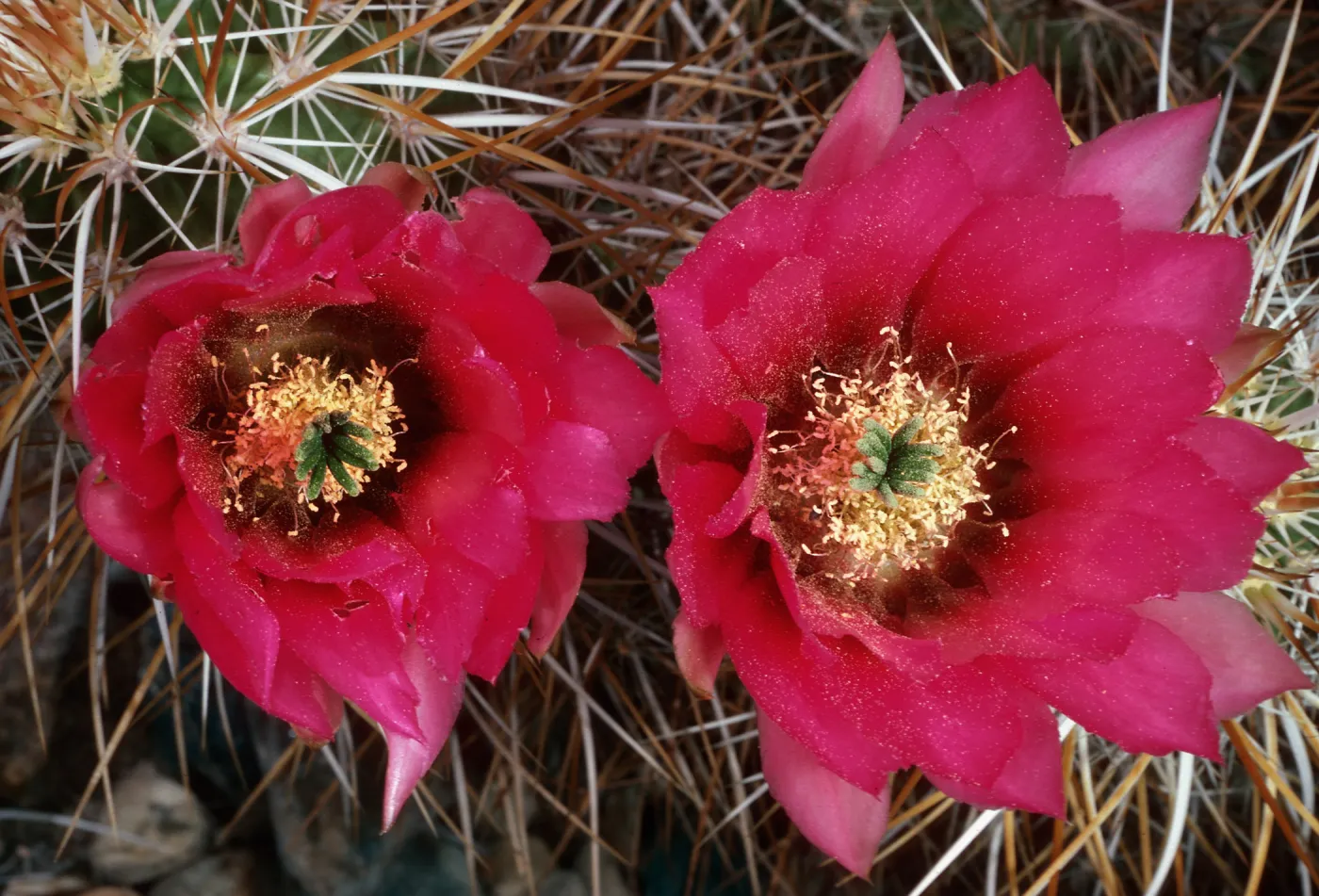 Echinocereus engelmannii, Saline Valley