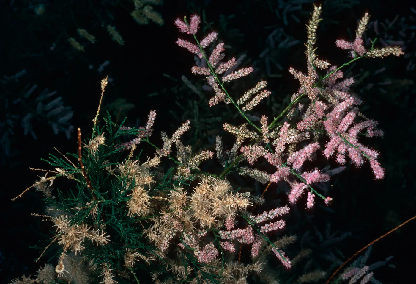 Tamarix, Saline Valley, Northern Mojave Desert