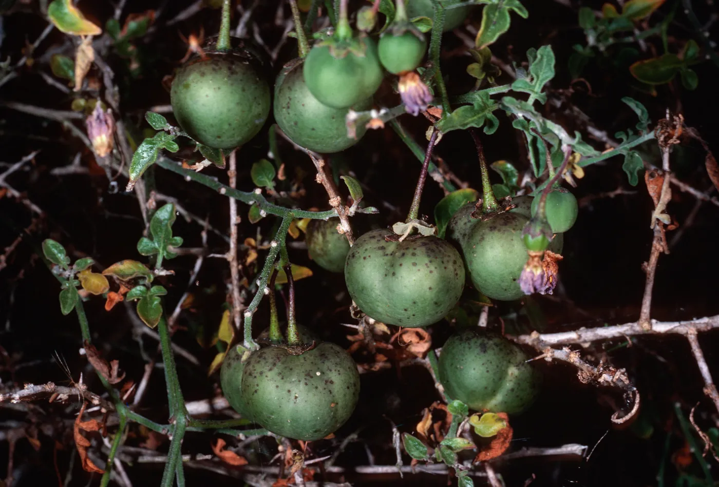 Solanum palmeri, San Martin Island