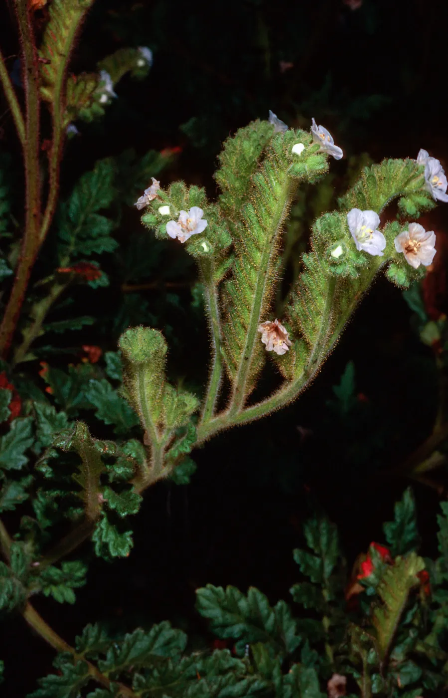 Phacelia ixodes, San Martin Island