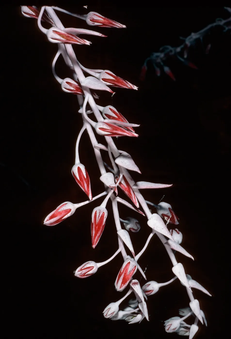 Dudleya anthonyi, San Martin Island