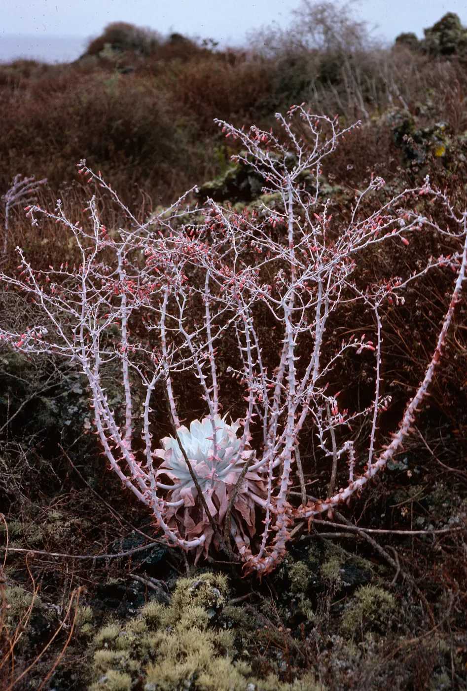 Dudleya anthonyi, San Martin Island