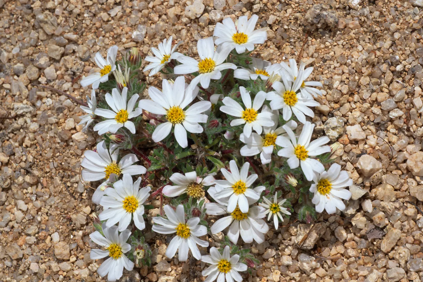 Monoptilon bellioides, North of Sheep Pass, Joshua Tree