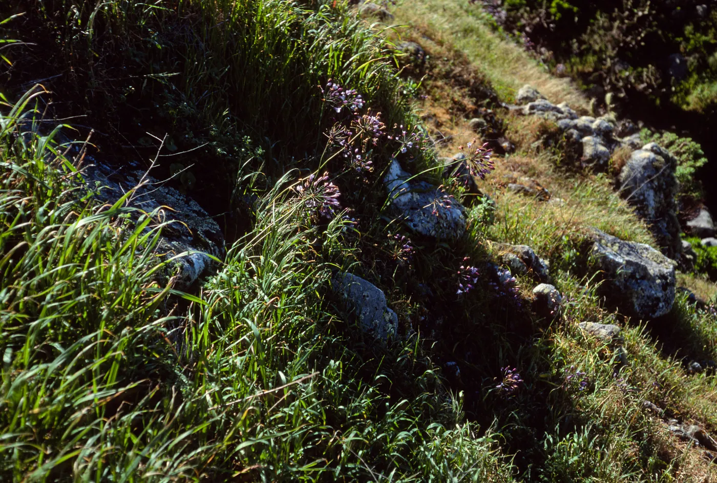 Triteleia clementina, Santa Cruz Island