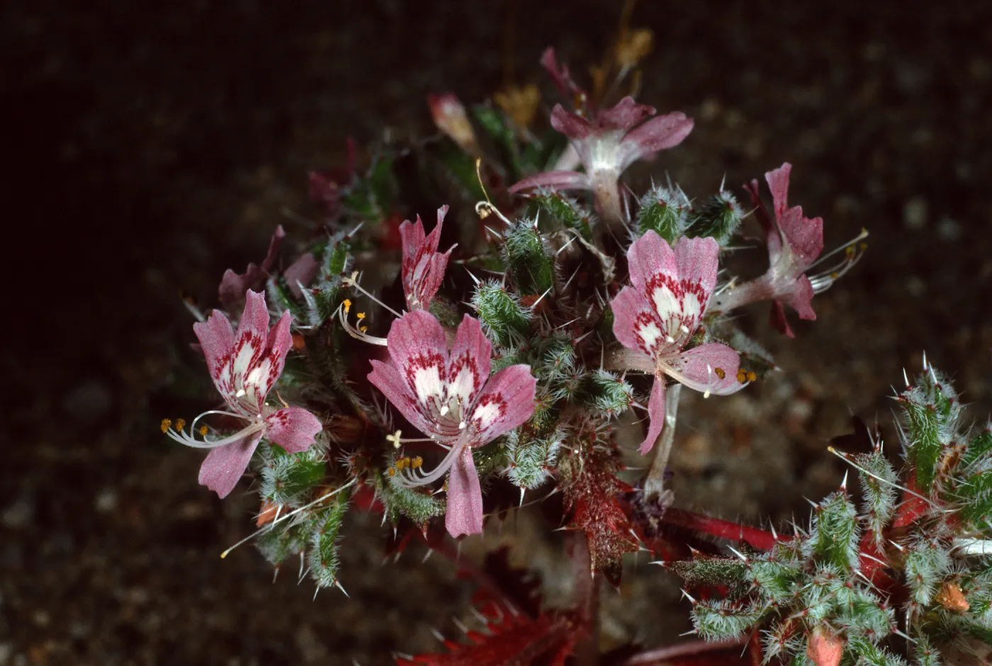 Loeseliastrum matthewsii, Red Rock Canyon Park, Santa Monica Mountains