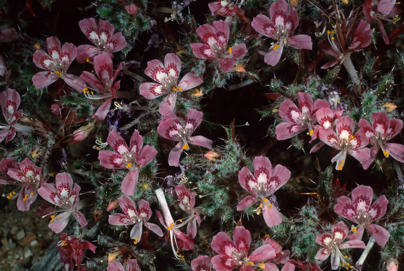 Loeseliastrum matthewsii, Red Rock Canyon Park, Santa Monica Mountains