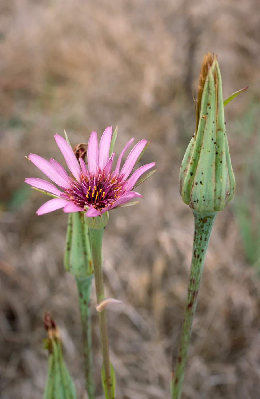 Tragopogon, Santa Cruz Island