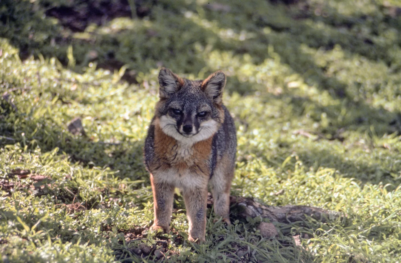 Island Fox, Santa Cruz Island, duplicate slide