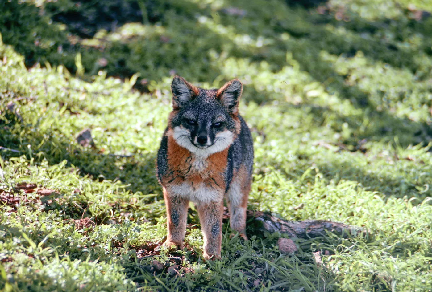 Island Fox, West of Peak 1848, Santa Cruz Island